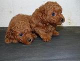 Hermosos French Poodle