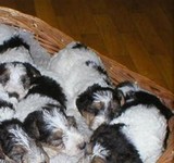 Cachorros de raza pura
