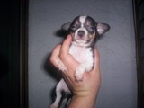 Hermosos Chihuahueños