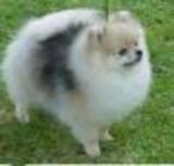 Pomerania__bco_o_hueso__thumb