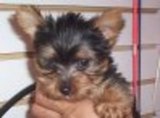 Yorky_tcup_02_thumb