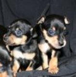 Cachorros de raza pura