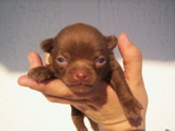 Hermosos Chihuahueños
