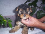 Hermosos Yoirkshire Terrier