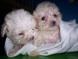 Hermosos French Poodle