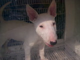 Cachorros de raza