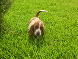 Cachorros de raza pura