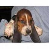 Cachorros de raza pura - Baja California - Mexicali