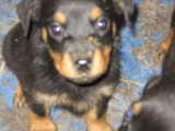 CACHORRITAS