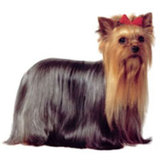 Yorkshire Terrier - Finisimos.