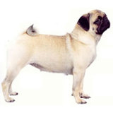 Pugs albaricoque.