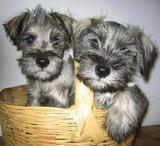 Schnauzer_thumb