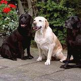 ¿Buscaba un labrador?