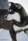 Husky_thumb