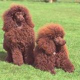 Elegancia y nobleza. Poodles.