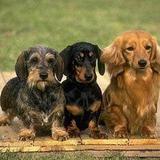 Perritos salchicha!!!!