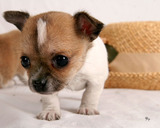 Chihuahuitas.
