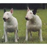 Bullterrier_thumb
