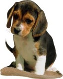 Beagle_thumb