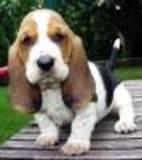 Basset_thumb