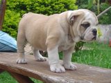 BULLDOG INGLES FILHOTES
