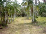 Sítio 65 x 400 metros em Marituba - Pará