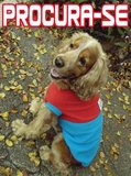 Procura-se Cocker Spaniel Caramelo - SP