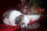 EXCELENTES SHIH-TZU