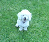 Perrita French Perdida en Cuernavaca Morelos