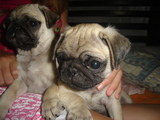  Filhotes de pug/1.300,00