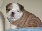 Bonito bulldogs para su aprobación