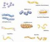 Adios a los parásitos, bacterias, hongos,virus