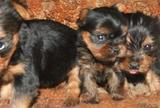 Yorkshire Terrier Tcup