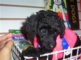 French Poodle Tacita de Te