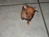 Chihuahuas