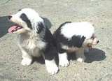 Antiguo Pastor Inglés (Bobtail)