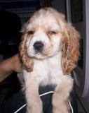 Coker Spaniel