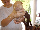 SHAR PEI