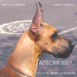 MASCOTAS DE LUJO