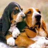 MASCOTAS ENCANTADORAS