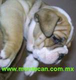 bulldog ingles, hermosos cachorros