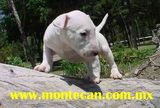 Bullterrier ingles, preciosos cachorros