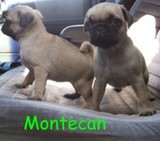 simpaticos cachorros PUG