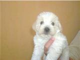 Schnauzer miniatura y estandar varios colores