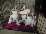 Tierna y encantadora Bulldog Inglés por $ 400	