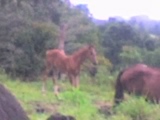 Finca en rovira dolega 9 hect *intermediario 5% comision*