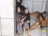 doação de cães