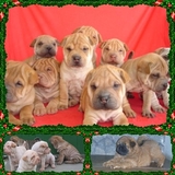 SHARPEI & CHOW-CHOW COM LÍNGUA AZUL EM ATÉ 18 X