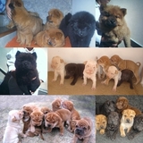 SHARPEI & CHOW-CHOW COM LÍNGUA AZUL EM ATÉ 18 X - Rio de Janeiro - Rio de Janeiro