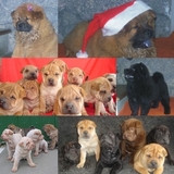 SHARPEI & CHOW-CHOW EM ATÉ 18 X